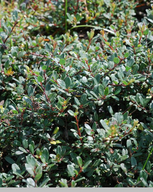 Ива карликовая, Salix x finmarchica | СадПарад